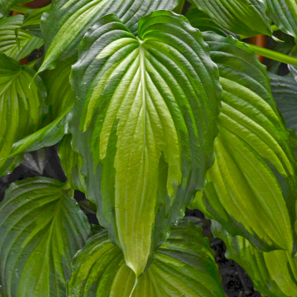 Hosta 'Angel Falls' leaf