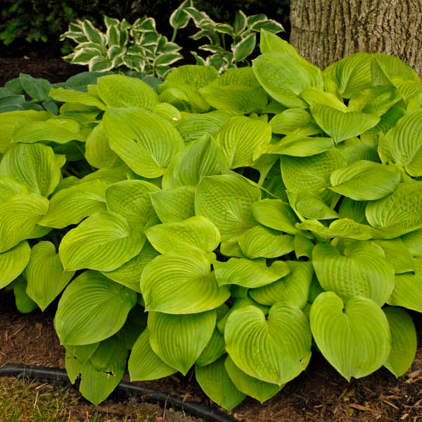 Romence Gardens Hosta Brother Stefan