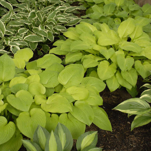 Romence Gardens Hosta Brother Stefan - Thumbnail 3