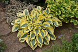 Hosta SHADOWLAND® 'Autumn Frost'