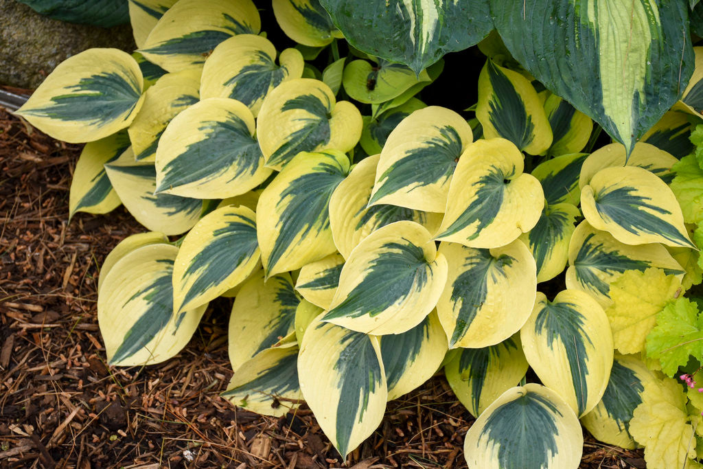 Hosta SHADOWLAND® 'Autumn Frost'