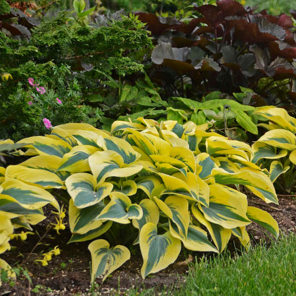 Hosta Shadowland® 'Autumn Frost'