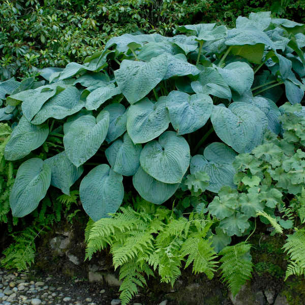 blue hosta plant indoor Hosta Blue Angel, Purple