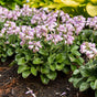 Hosta 'Blue Mouse Ears'