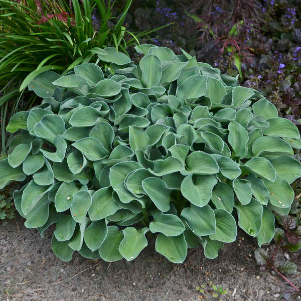 Hosta 'Blue Mouse Ears'