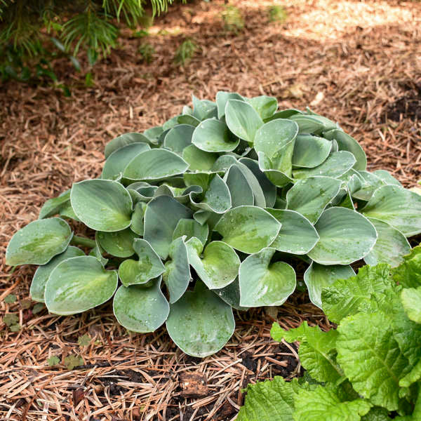 Hosta 'Blue Mouse Ears'