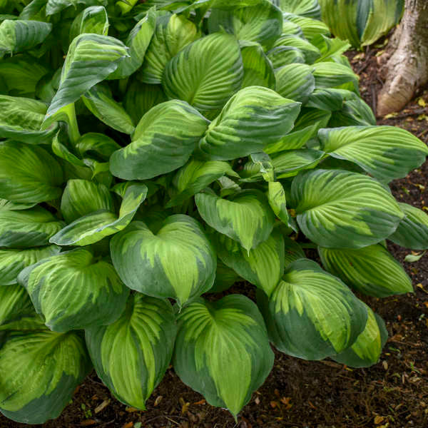 Hosta 'Captain Kirk'