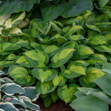 Hosta 'Captain Kirk'