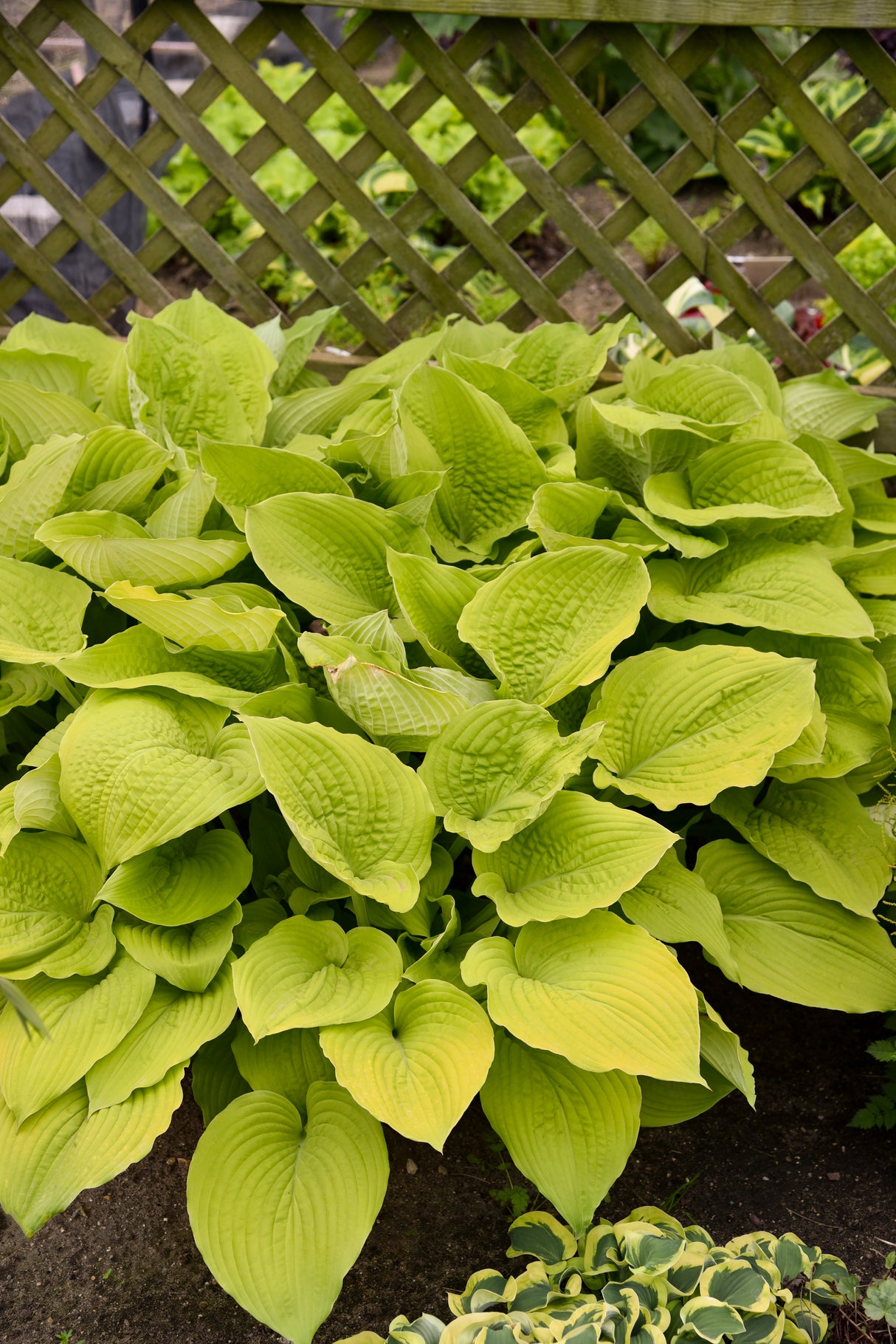 Hosta Shadowland® 'Coast to Coast'