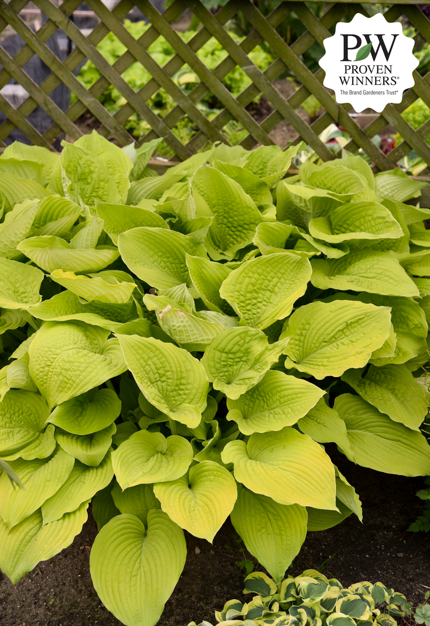 Hosta 'Coast to Coast'