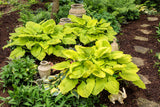 Hosta 'Coast to Coast'