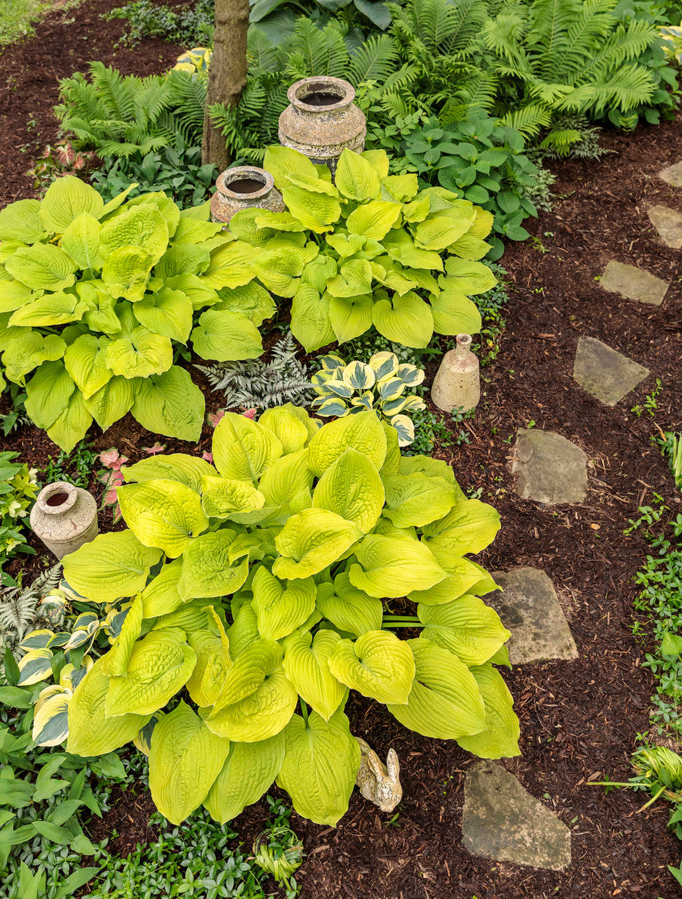 tobacco road hosta 'T Rex' ~ T Rex Hosta Riverbend Nursery Mostly Shade to Full Shade Hardiness Zone Silk Road Hosta (Hosta 'Silk