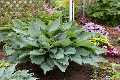 Hosta Shadowland 'Diamond Lake'