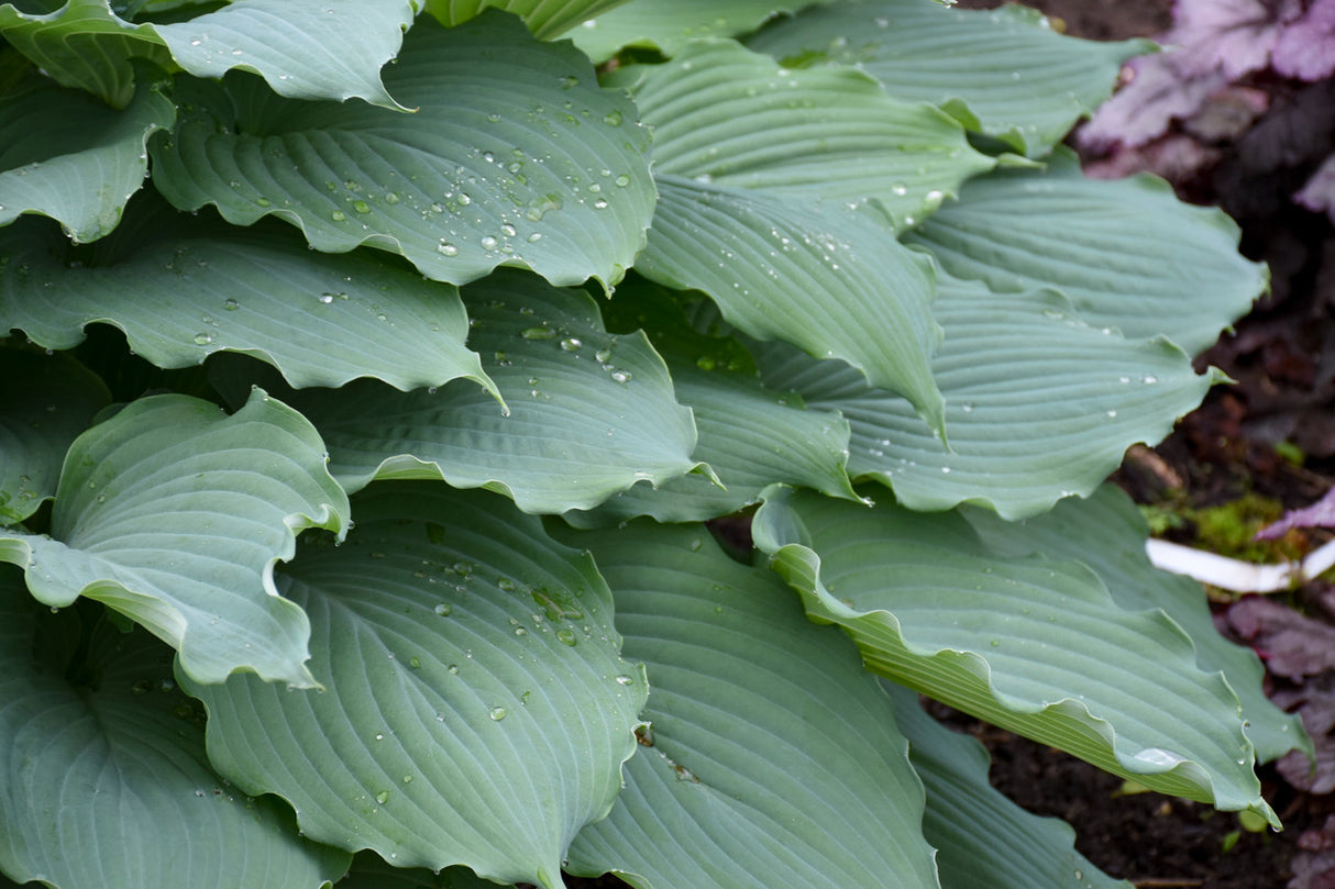 Hosta SHADOWLAND® 'Diamond Lake'