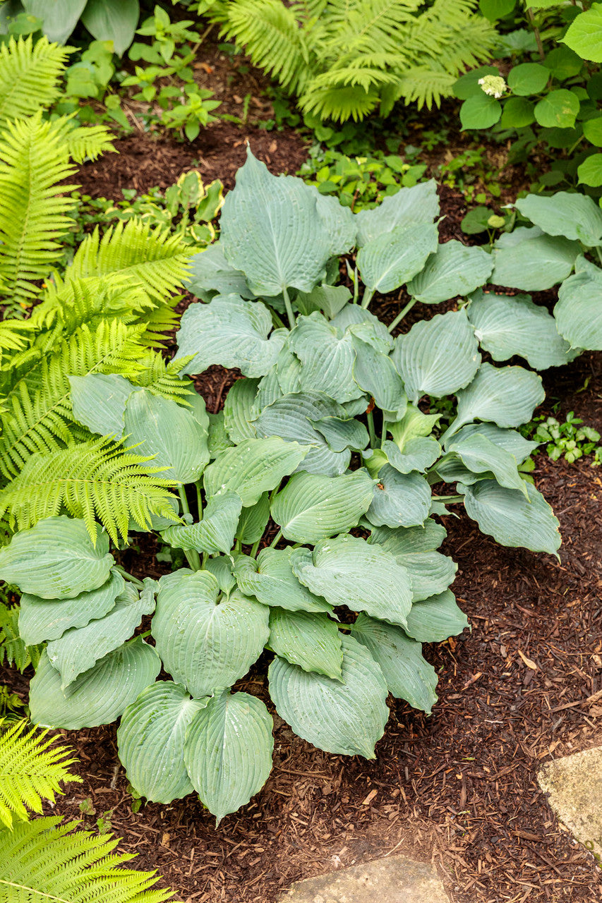 Hosta SHADOWLAND® 'Diamond Lake'