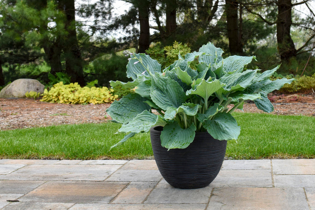 Proven Winners Shadowland Miss America Hosta - Thumbnail 3
