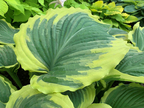 Hosta 'Drop-dead Gorgeous'