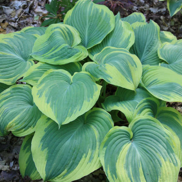 Hosta 'Earth Angel'