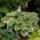 Hosta 'Earth Angel'