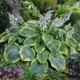 Hosta 'Earth Angel'