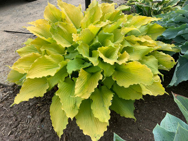 Hosta SHADOWLAND® 'Echo the Sun'