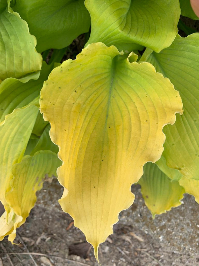 Hosta SHADOWLAND® 'Echo the Sun'