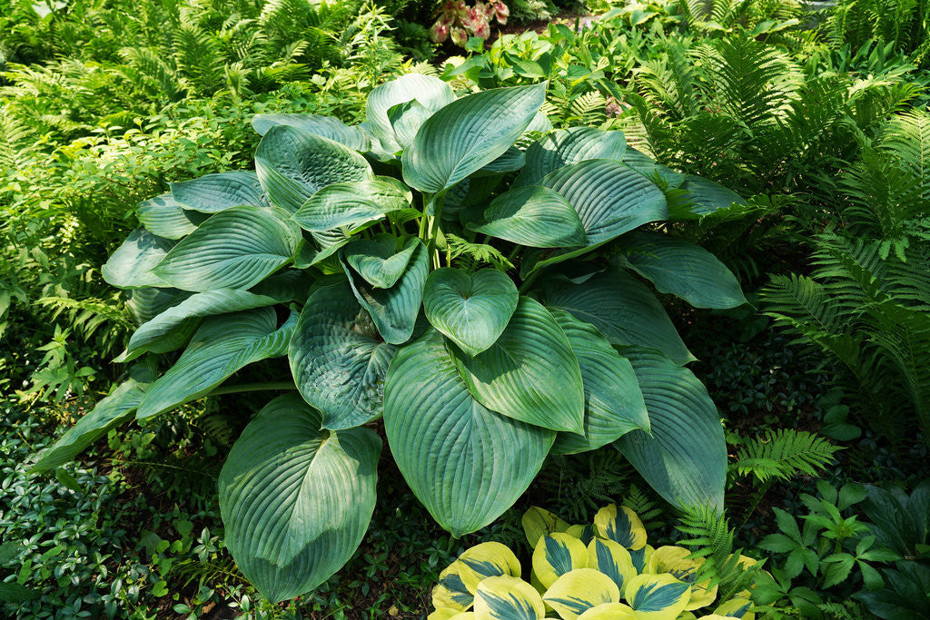 Romence Gardens Hosta Shadowland Empress Wu - Thumbnail 3