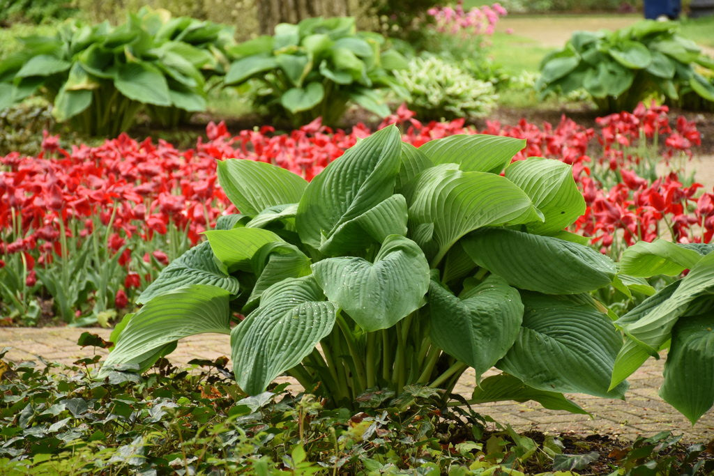 Romence Gardens Hosta Shadowland Empress Wu