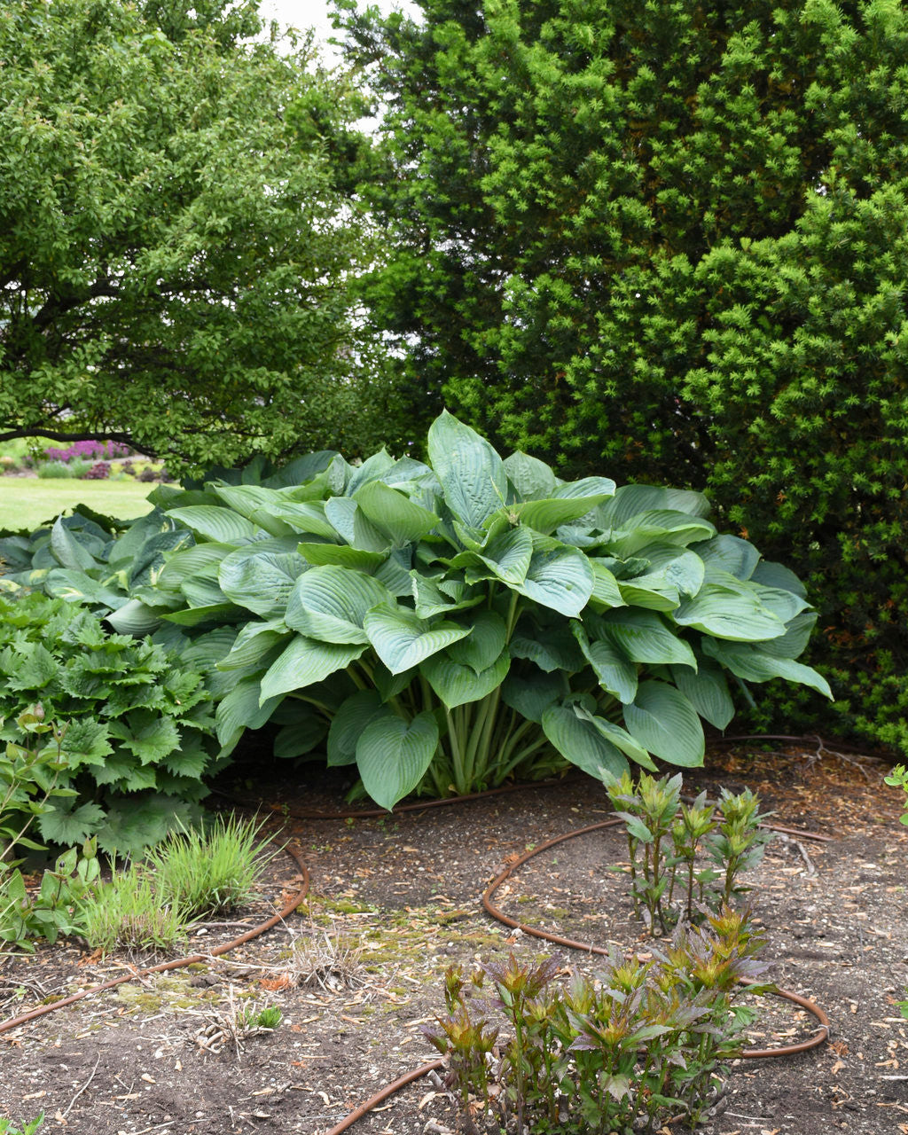 Romence Gardens Hosta Shadowland Empress Wu - Thumbnail 2