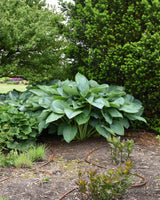 Hosta SHADOWLAND® 'Empress Wu'