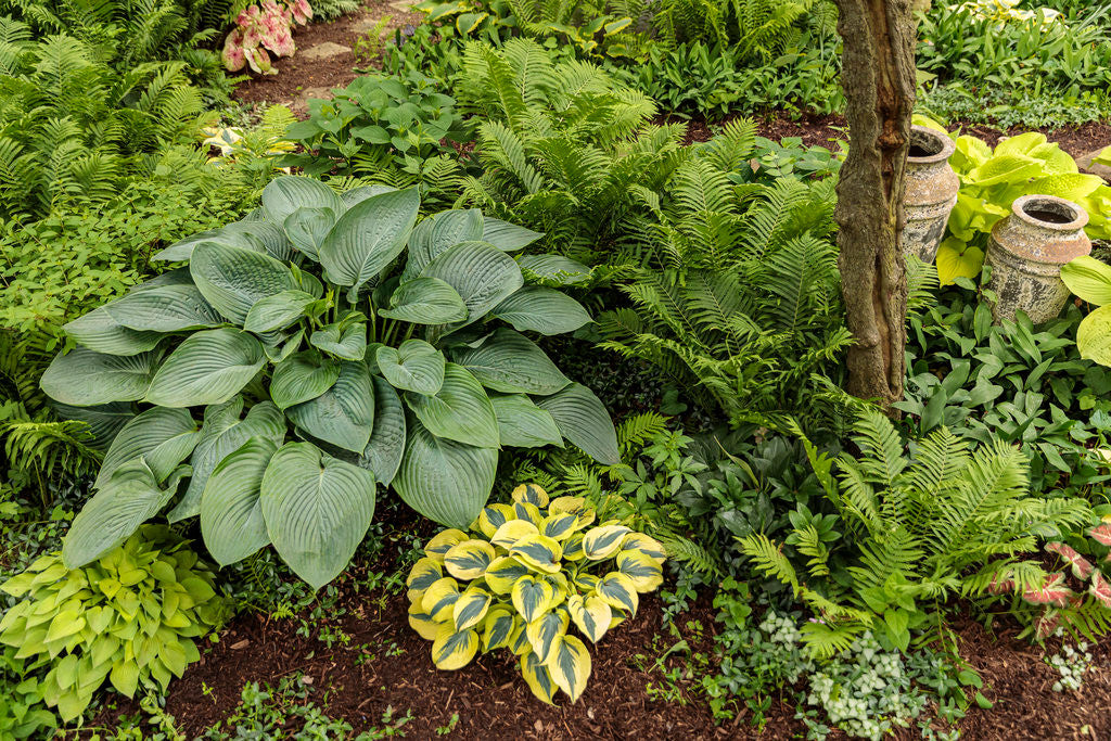 Romence Gardens Hosta Shadowland Empress Wu - Thumbnail 4