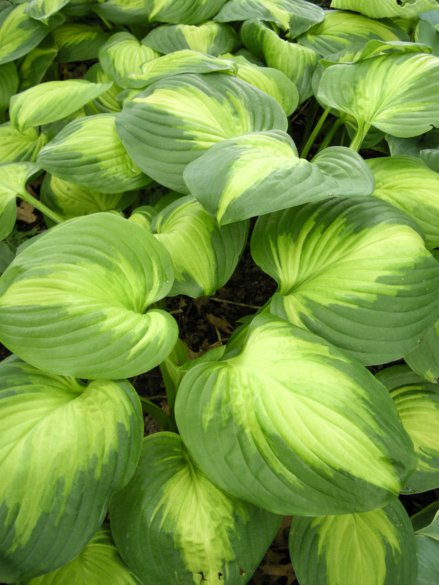 Hosta 'Enchiladas'