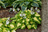 Hosta Shadowland® 'Etched Glass'