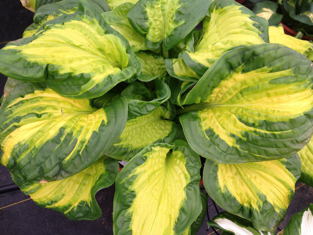 Hosta SHADOWLAND® 'Etched Glass'