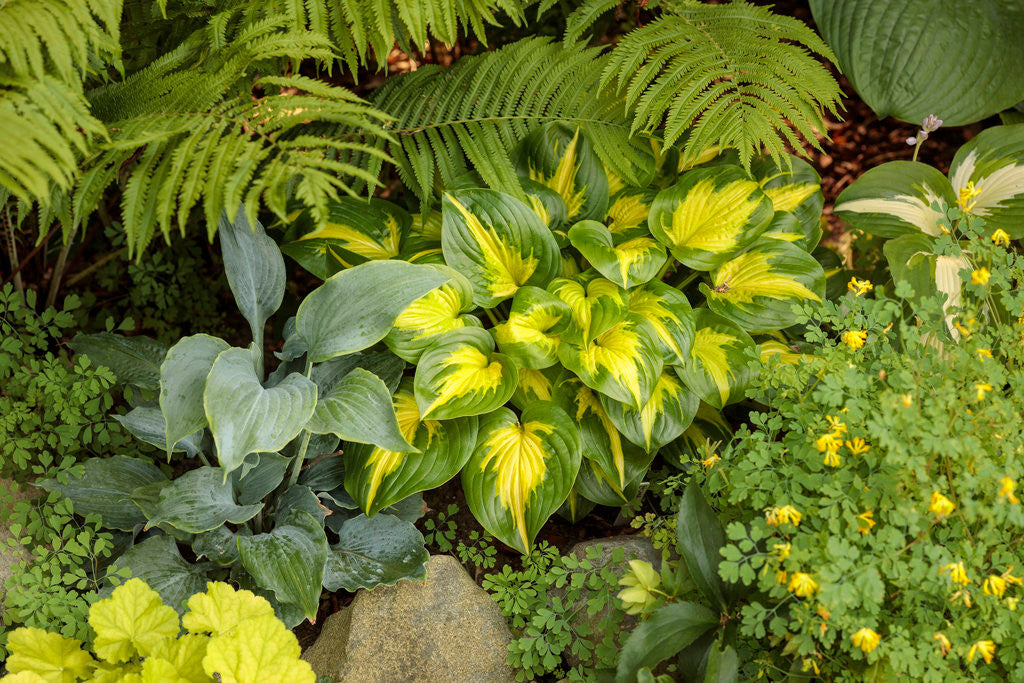 Hosta SHADOWLAND® 'Etched Glass'