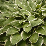 Hosta 'Francee'