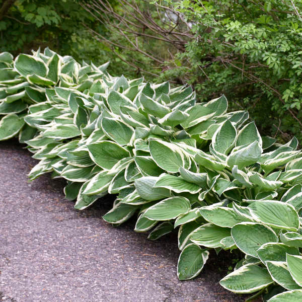 Hosta 'Francee'