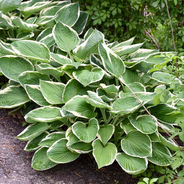 Hosta 'Francee'