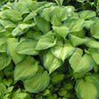 Hosta 'Guacamole'