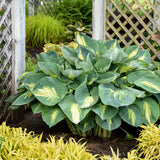 Hosta Shadowland® 'Hudson Bay'