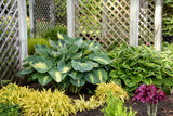 Hosta SHADOWLAND® 'Hudson Bay'