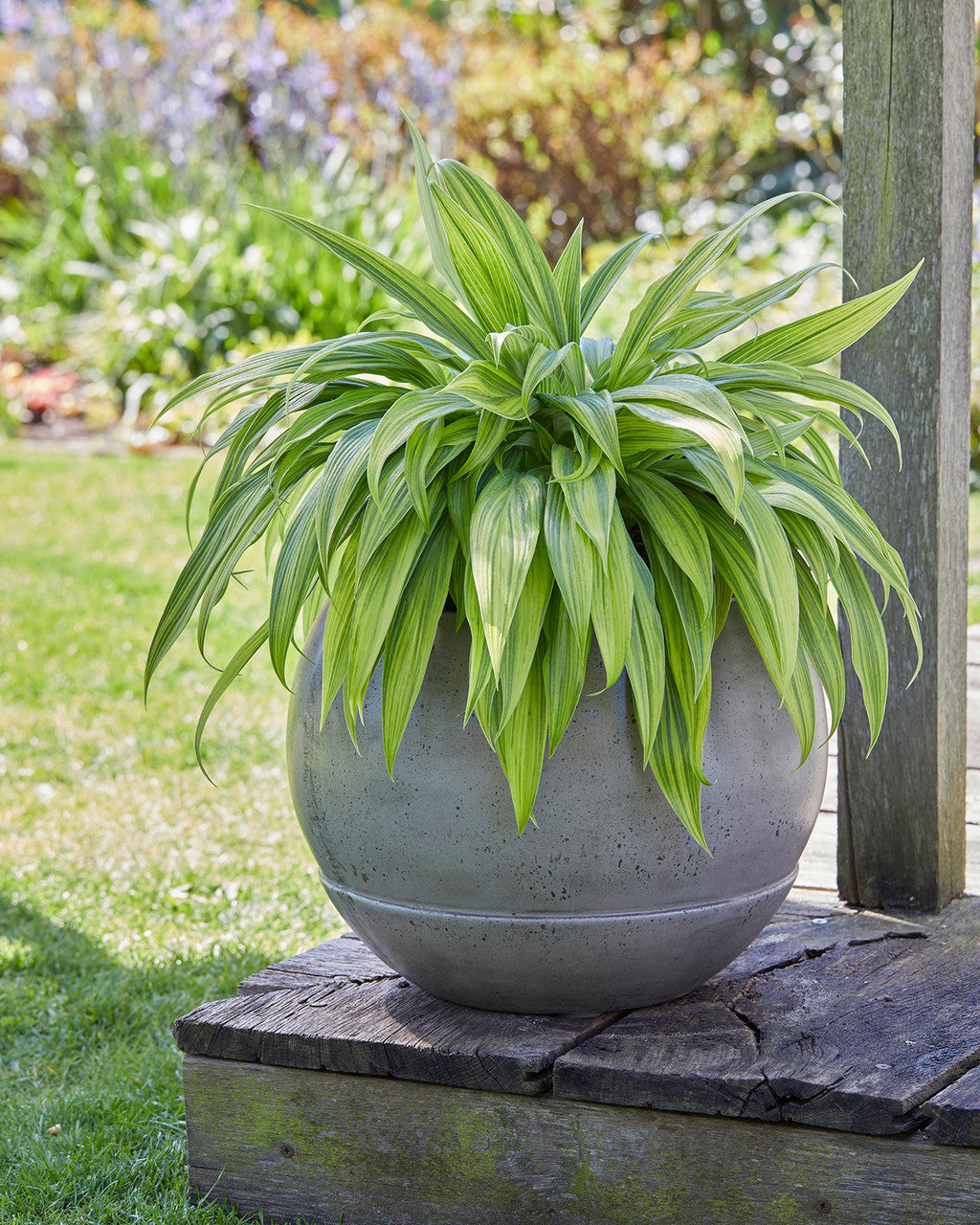 Hosta 'Hyuga Urajiro'