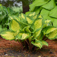 Hosta 'Island Breeze'