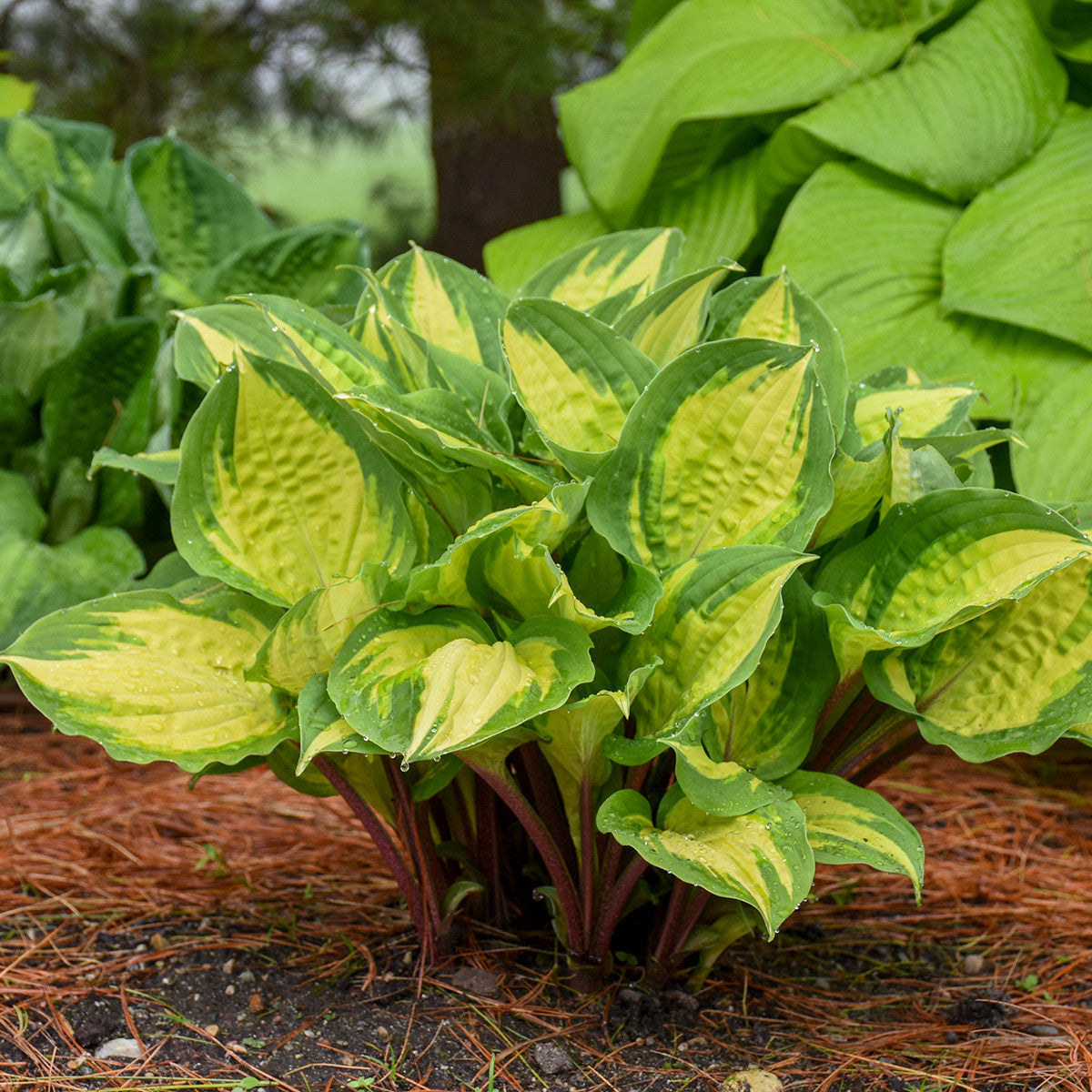 Hosta 'Island Breeze'