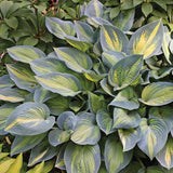 Hosta 'June'