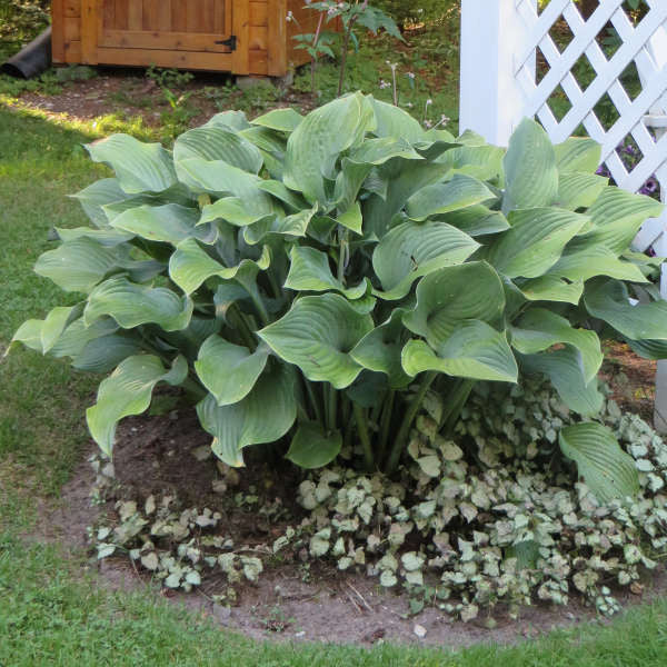 Hosta 'Krossa Regal'