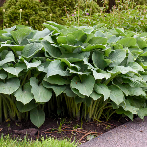 Hosta 'Krossa Regal'