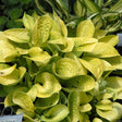 Hosta 'Maui Buttercups'