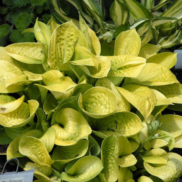 Hosta 'Maui Buttercups'