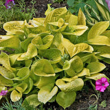 Hosta 'Maui Buttercups'